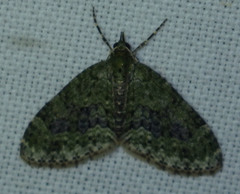 Acasis viretata