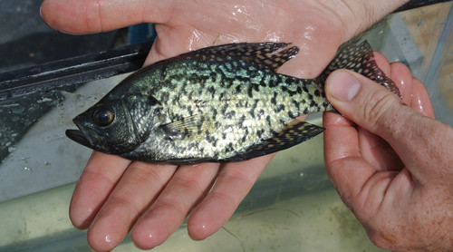 Pomoxis nigromaculatus