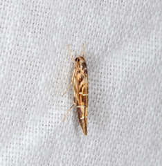 Trachydora chrysodoxa
