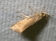 Crassa unitella