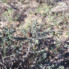 Oedera fruticosa