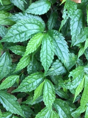 Elatostema cyrtandrifolium