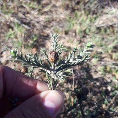 Oedera fruticosa