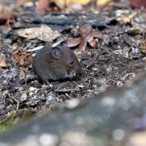 Short-tailed Singing Mouse (Scotinomys teguina)
