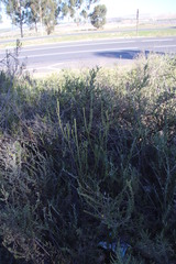 Leucadendron thymifolium