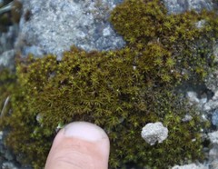 Didymodon xanthocarpus