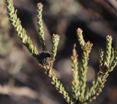 Leucadendron thymifolium