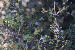 Drosanthemum asperulum