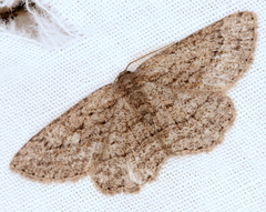 Zermizinga sinuata