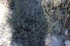 Drosanthemum asperulum