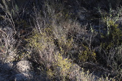 Marasmodes fasciculata