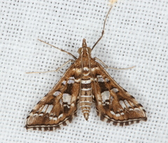 Sameodes iolealis