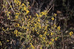 Marasmodes fasciculata