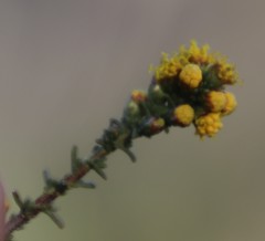 Marasmodes fasciculata