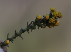 Marasmodes fasciculata