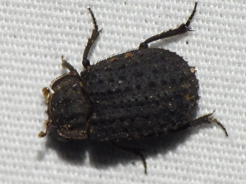 Hide beetle (Trox scaber) photo 3