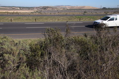 Leucadendron thymifolium