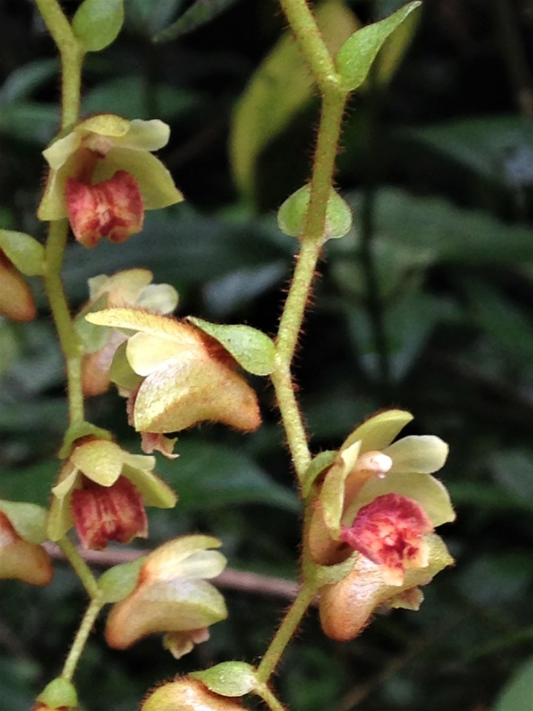 Trichotosia