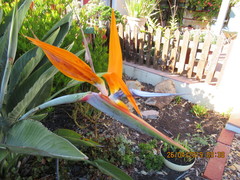 Strelitzia reginae reginae