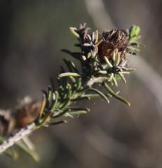 Oedera fruticosa