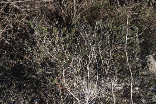 Image of Oedera fruticosa by (c) Tony Rebelo, some rights reserved (CC BY-SA)