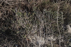 Oedera fruticosa