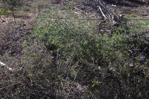 Image of Asparagus exuvialis by (c) Tony Rebelo, some rights reserved (CC BY-SA)