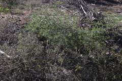 Asparagus exuvialis