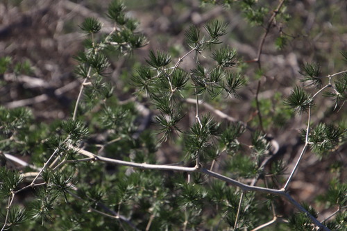 Image of Asparagus exuvialis by (c) Tony Rebelo, some rights reserved (CC BY-SA)