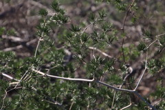 Asparagus exuvialis