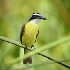 Pitangus sulphuratus