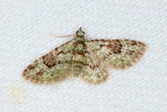 Calluga costalis