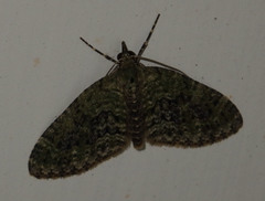 Acasis viretata