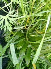 Chamaedorea radicalis