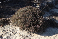 Drosanthemum asperulum