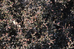 Drosanthemum asperulum