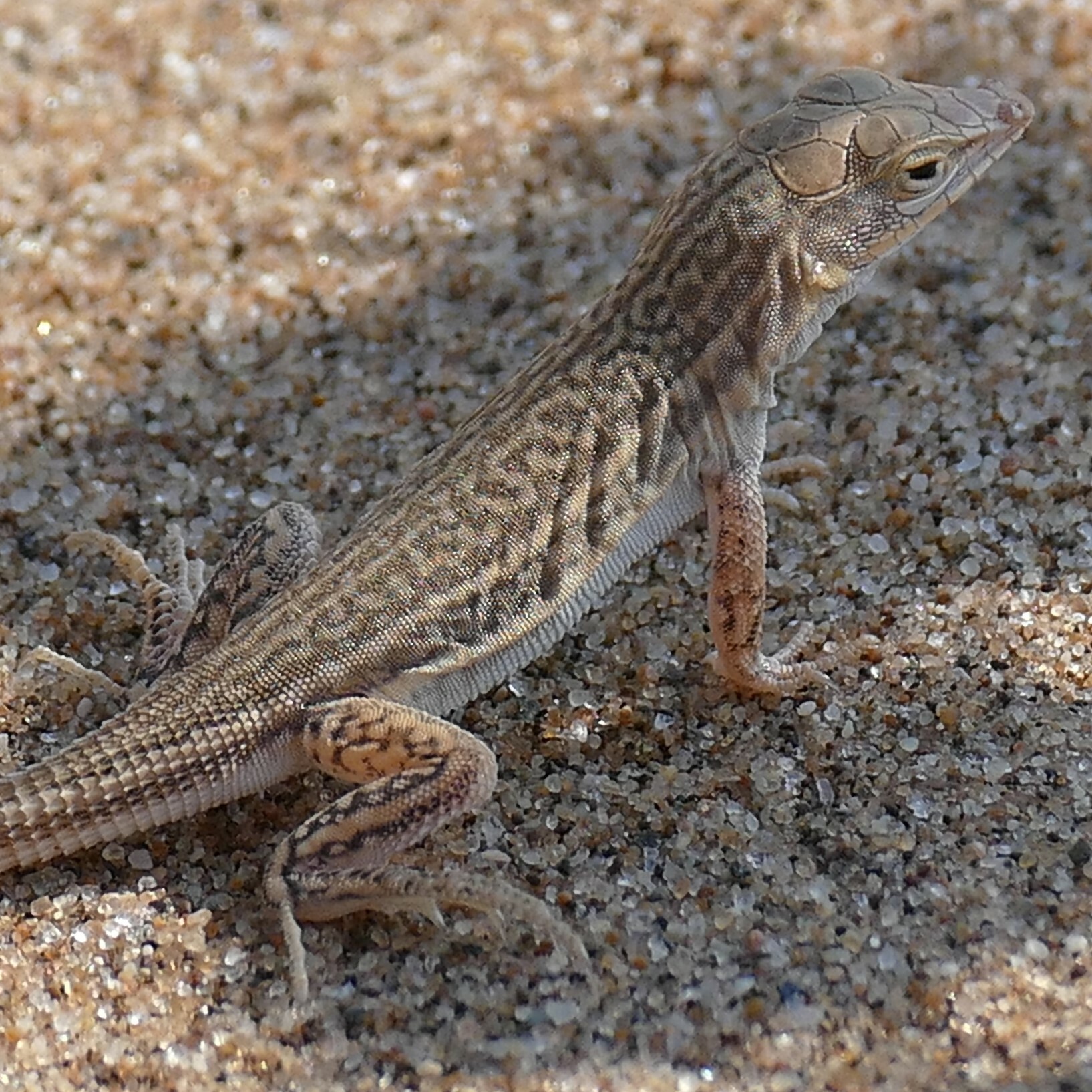 Small-Scaled Desert Lizard photo 4