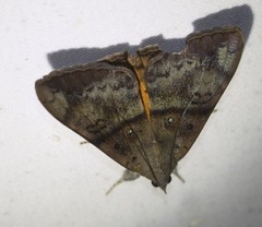 Oxyodes tricolor