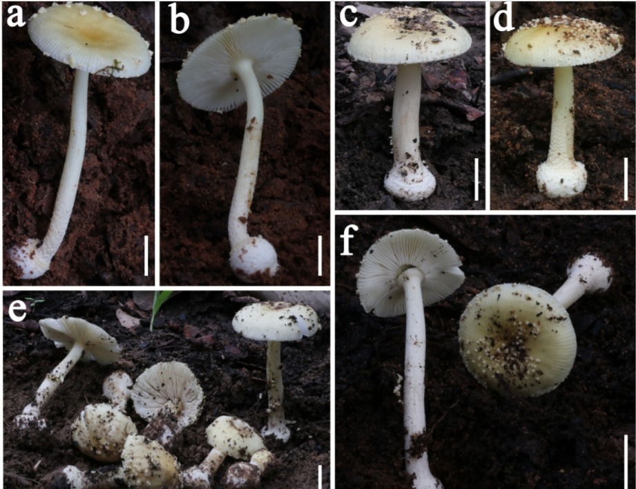 Amanita submelleialba