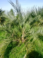 Butia capitata