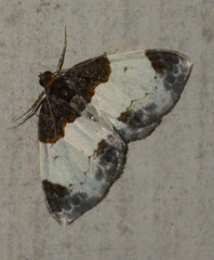 Mesoleuca albicillata