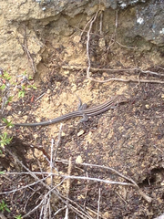 Aspidoscelis hyperythrus beldingi