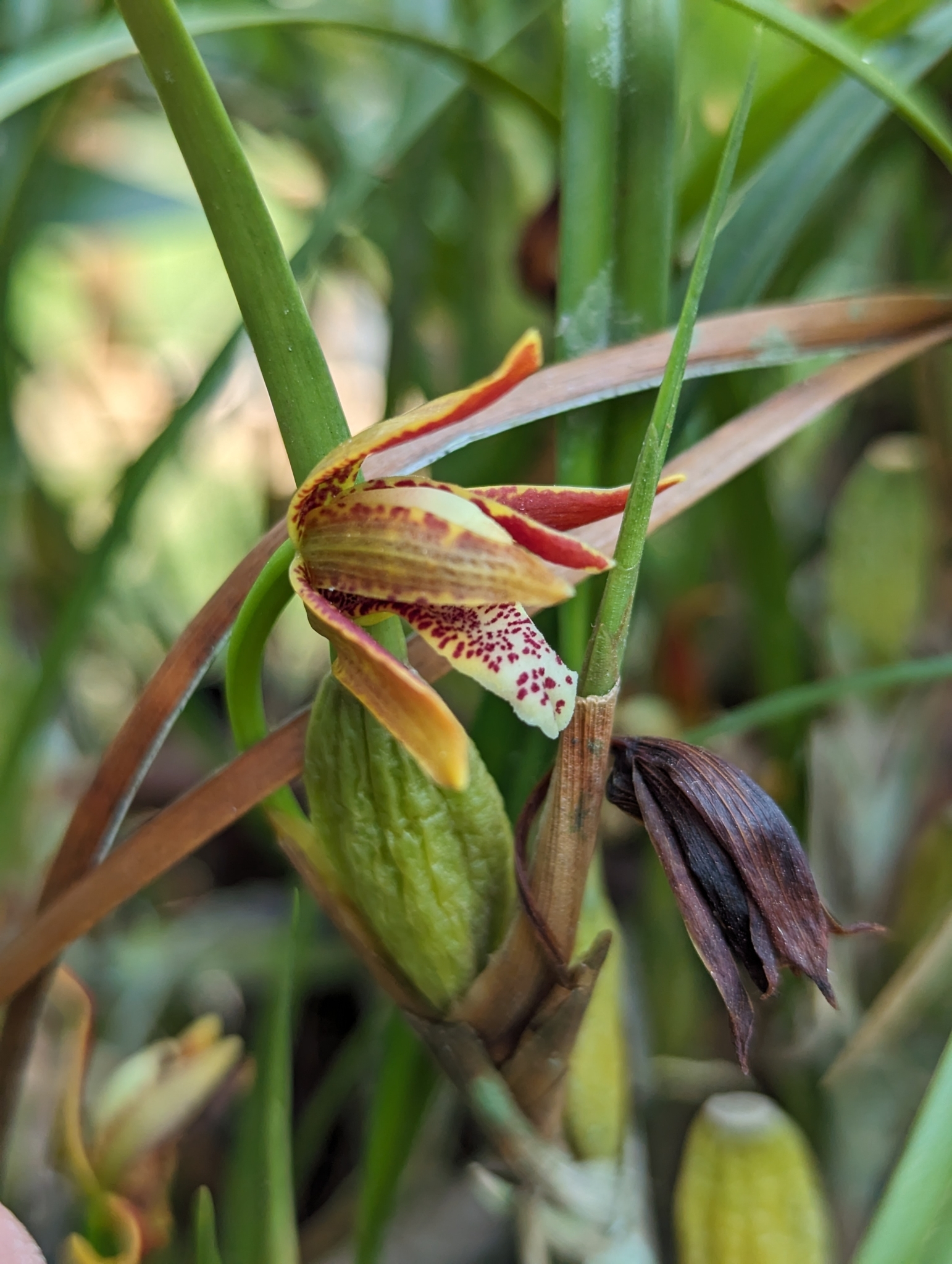 Imagem de Orquídea-da-serra