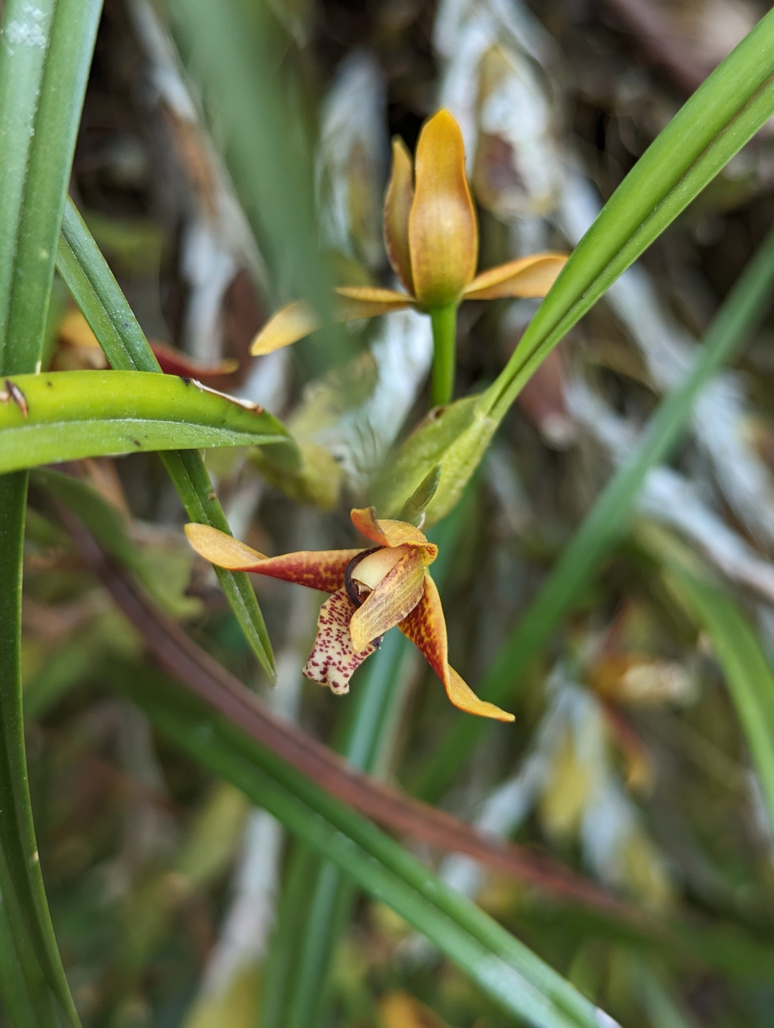 Imagem de Orquídea-da-serra