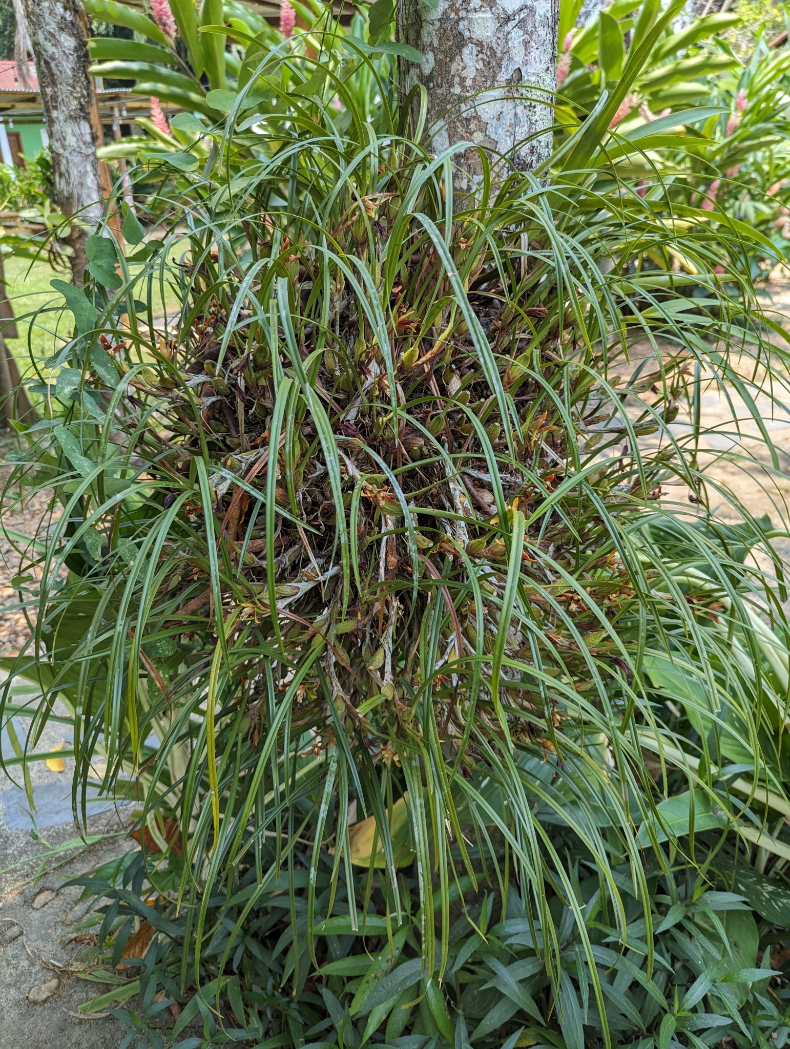 Imagem de Orquídea-da-serra