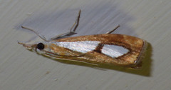 Catoptria pinella