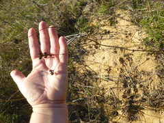 Lichtensteinia obscura