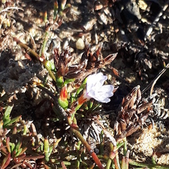 Limonium kraussianum