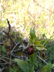 Ophrys sphegodes
