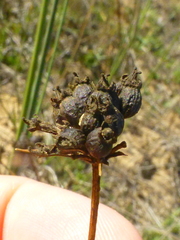 Lichtensteinia obscura